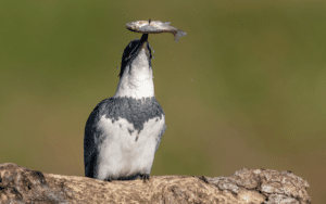 Male Western Belted Kingfisher perched regally on a枯木枝, its piercing blue eyes scanning the water's surface for unsuspecting prey, a fish clutched firmly in its bill.