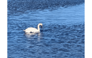 Swan Napa valley, Coastal cleanup day napa, Earth day napa