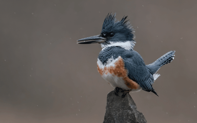 belted-kingfisher-natures-aerial-hunter-revealed