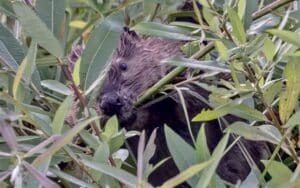 Wildlife, wildlife in napa, Napa, Napa valley, beaver, napa river, napa creek