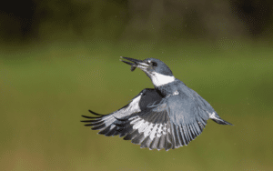 Male Western Belted Kingfisher perched regally on a枯木枝, its piercing blue eyes scanning the water's surface for unsuspecting prey, a fish clutched firmly in its bill.
