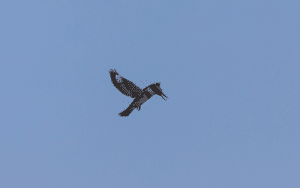 Vibrant turquoise male Western Belted Kingfisher hovers mid-air, wings beating rapidly, eyes fixed on the water below, searching for prey.