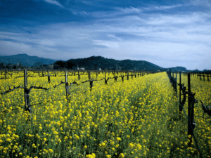 In Napa, stuff to do in napa, what to do in napa, things to do in napa, napa events