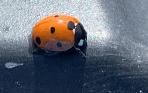 ladybug riding on a kayak, Napa River cleanup