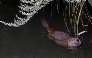 Beaver out enjoying the Full Moon Napa Valley Kayak Tour