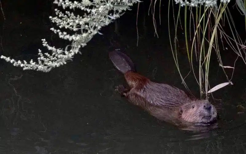 Beaver swimming in the Napa River during an evening kayak tour